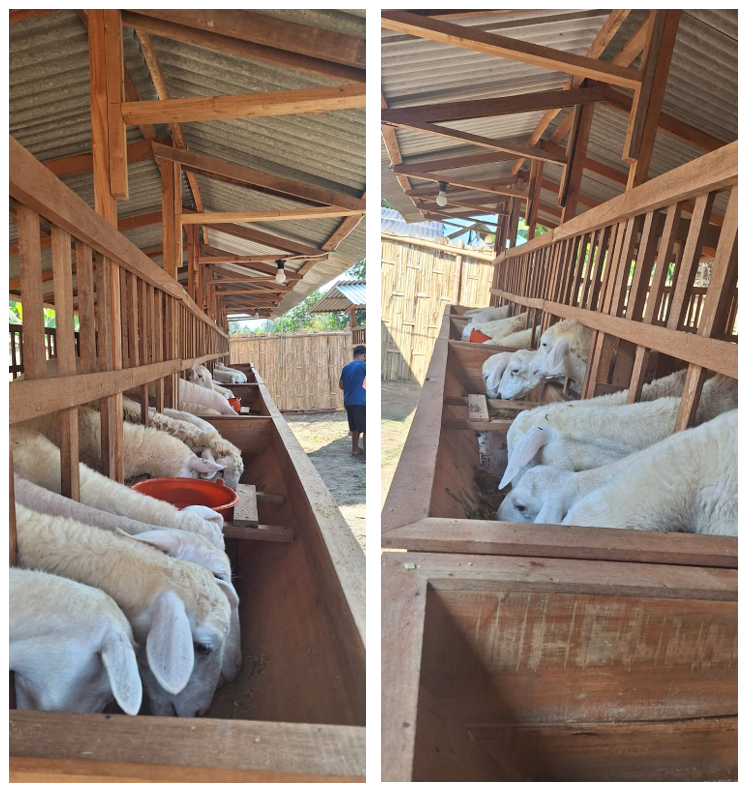 budidaya-kambing